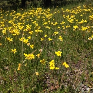 Goodenia pinnatifida at Red Hill, ACT - 6 Nov 2016