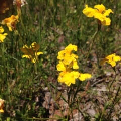 Goodenia pinnatifida at Red Hill, ACT - 6 Nov 2016