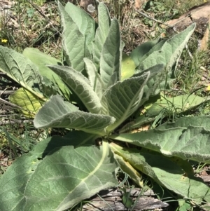 Verbascum thapsus subsp. thapsus at Canberra Central, ACT - 6 Nov 2016