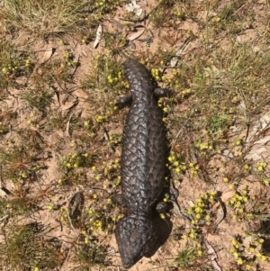 Tiliqua rugosa at Canberra Central, ACT - 6 Nov 2016