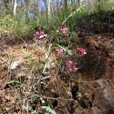 Indigofera adesmiifolia (Tick Indigo) at Red Hill Nature Reserve - 6 Nov 2016 by Ratcliffe