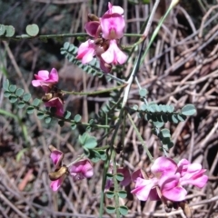 Indigofera adesmiifolia at Red Hill, ACT - 6 Nov 2016