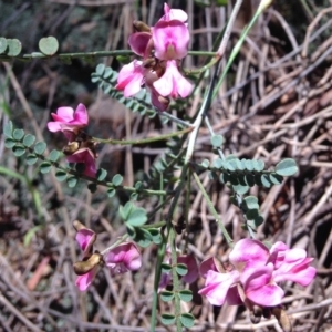 Indigofera adesmiifolia at Red Hill, ACT - 6 Nov 2016