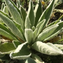 Verbascum thapsus subsp. thapsus at Canberra Central, ACT - 6 Nov 2016