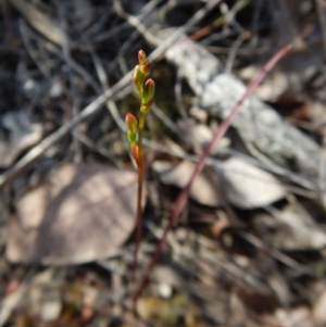 Caleana minor at Belconnen, ACT - suppressed