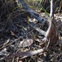 Caleana minor at Belconnen, ACT - 5 Nov 2016