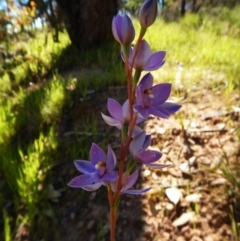 Thelymitra nuda (Scented Sun Orchid) at Belconnen, ACT - 3 Nov 2016 by CathB