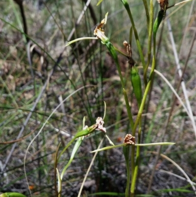 Diuris nigromontana (Black Mountain Leopard Orchid) at Black Mountain - 4 Nov 2016 by petaurus