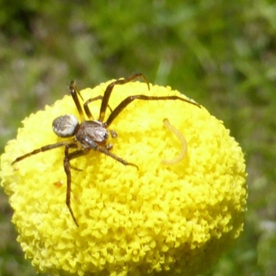 Araneinae (subfamily) (Orb weaver) at Jerrabomberra, ACT - 6 Nov 2016 by Mike