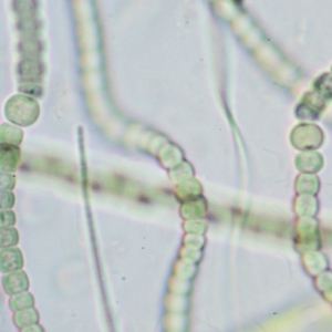 Anabaena sp. at Cotter River, ACT - 24 Oct 2016