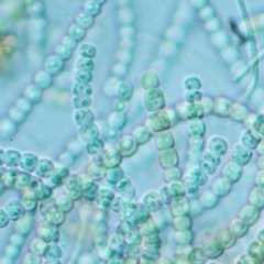 Anabaena sp. at Cotter River, ACT - 24 Oct 2016