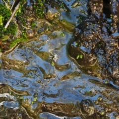 Anabaena sp. at Cotter River, ACT - 24 Oct 2016