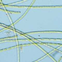 Klebsormidiaceae sp. (A green filamentous algae) at Namadgi National Park - 24 Oct 2016 by KenT