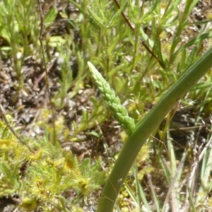 Microtis sp. at Jerrabomberra, ACT - 6 Nov 2016