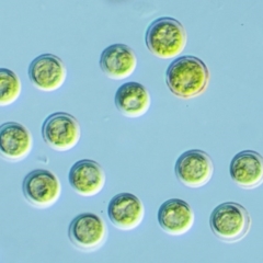 Tetraspora gelatinosum (A green freshwater algae) at Cotter River, ACT - 24 Oct 2016 by KenT