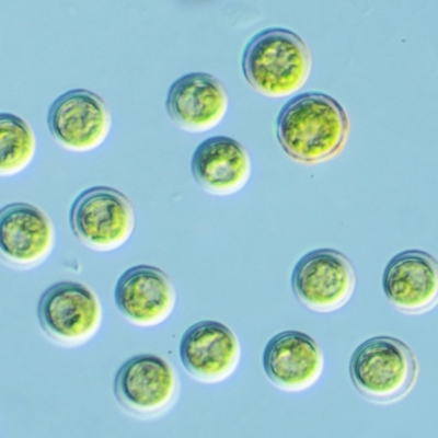 Tetraspora gelatinosum (A green freshwater algae) at Cotter River, ACT - 24 Oct 2016 by KenT