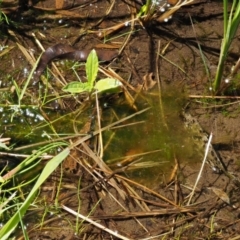 Tetraspora gelatinosum at Cotter River, ACT - 24 Oct 2016