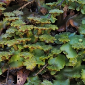 Marchantia berteroana at Cotter River, ACT - 24 Oct 2016