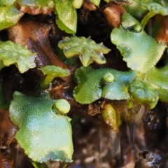 Marchantia berteroana at Cotter River, ACT - 24 Oct 2016