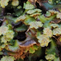 Marchantia berteroana at Cotter River, ACT - 24 Oct 2016