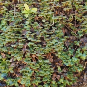 Marchantia berteroana at Cotter River, ACT - 24 Oct 2016 12:29 PM