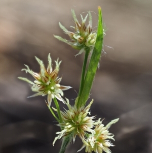 Luzula meridionalis at Cotter River, ACT - 24 Oct 2016