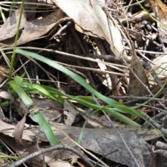 Luzula meridionalis at Cotter River, ACT - 24 Oct 2016