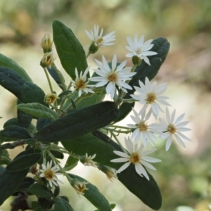 Olearia lirata at Cotter River, ACT - 24 Oct 2016