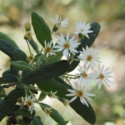 Olearia lirata (Snowy Daisybush) at Cotter River, ACT - 23 Oct 2016 by KenT