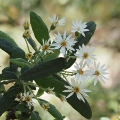 Olearia lirata (Snowy Daisybush) at Cotter River, ACT - 23 Oct 2016 by KenT