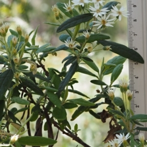 Olearia lirata at Cotter River, ACT - 24 Oct 2016