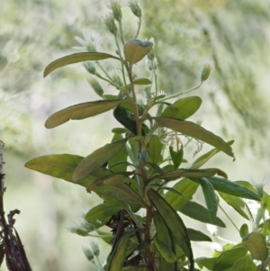 Olearia lirata at Cotter River, ACT - 24 Oct 2016