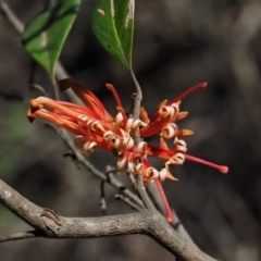 Grevillea oxyantha subsp. oxyantha (Kybean Grevillea) at Cotter River, ACT - 24 Oct 2016 by KenT