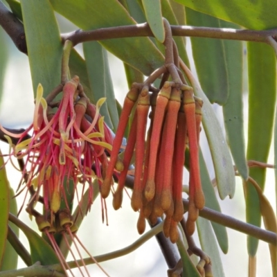 Amyema pendula subsp. pendula (Drooping Mistletoe) at Cotter River, ACT - 24 Oct 2016 by KenT