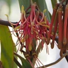 Amyema pendula subsp. pendula at Cotter River, ACT - 24 Oct 2016