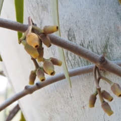 Amyema pendula subsp. pendula at Cotter River, ACT - 24 Oct 2016