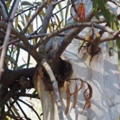 Amyema pendula subsp. pendula at Cotter River, ACT - 24 Oct 2016