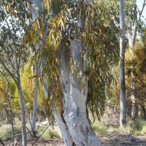 Amyema pendula subsp. pendula at Cotter River, ACT - 24 Oct 2016