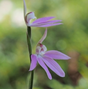 Caladenia carnea at Cotter River, ACT - 24 Oct 2016