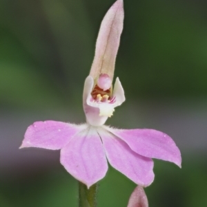 Caladenia carnea at Cotter River, ACT - suppressed