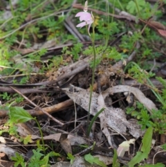 Caladenia carnea at Cotter River, ACT - suppressed