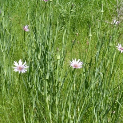 Tragopogon porrifolius subsp. porrifolius (Salsify, Oyster Plant) at Jerrabomberra, ACT - 6 Nov 2016 by Mike