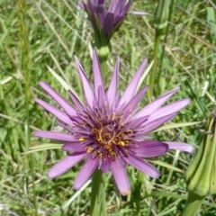 Tragopogon porrifolius subsp. porrifolius at Isaacs Ridge Offset Area - 6 Nov 2016 11:09 AM