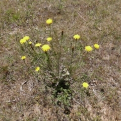 Hypochaeris radicata (Cat's Ear, Flatweed) at Isaacs Ridge Offset Area - 6 Nov 2016 by Mike