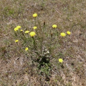 Hypochaeris radicata at Isaacs Ridge Offset Area - 6 Nov 2016