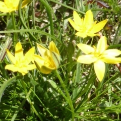 Hypoxis hygrometrica var. villosisepala (Golden Weather-grass) at Jerrabomberra, ACT - 6 Nov 2016 by Mike