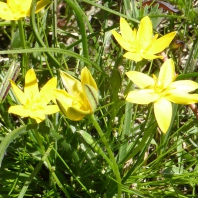 Hypoxis hygrometrica var. villosisepala (Golden Weather-grass) at Isaacs Ridge Offset Area - 6 Nov 2016 by Mike