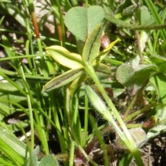 Hypoxis hygrometrica var. villosisepala at Jerrabomberra, ACT - 6 Nov 2016