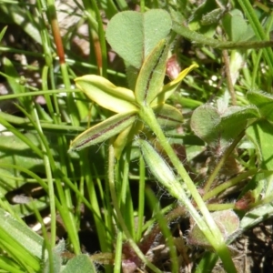 Hypoxis hygrometrica var. villosisepala at Jerrabomberra, ACT - 6 Nov 2016