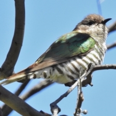 Chrysococcyx lucidus (Shining Bronze-Cuckoo) at Goorooyarroo NR (ACT) - 6 Nov 2016 by JohnBundock